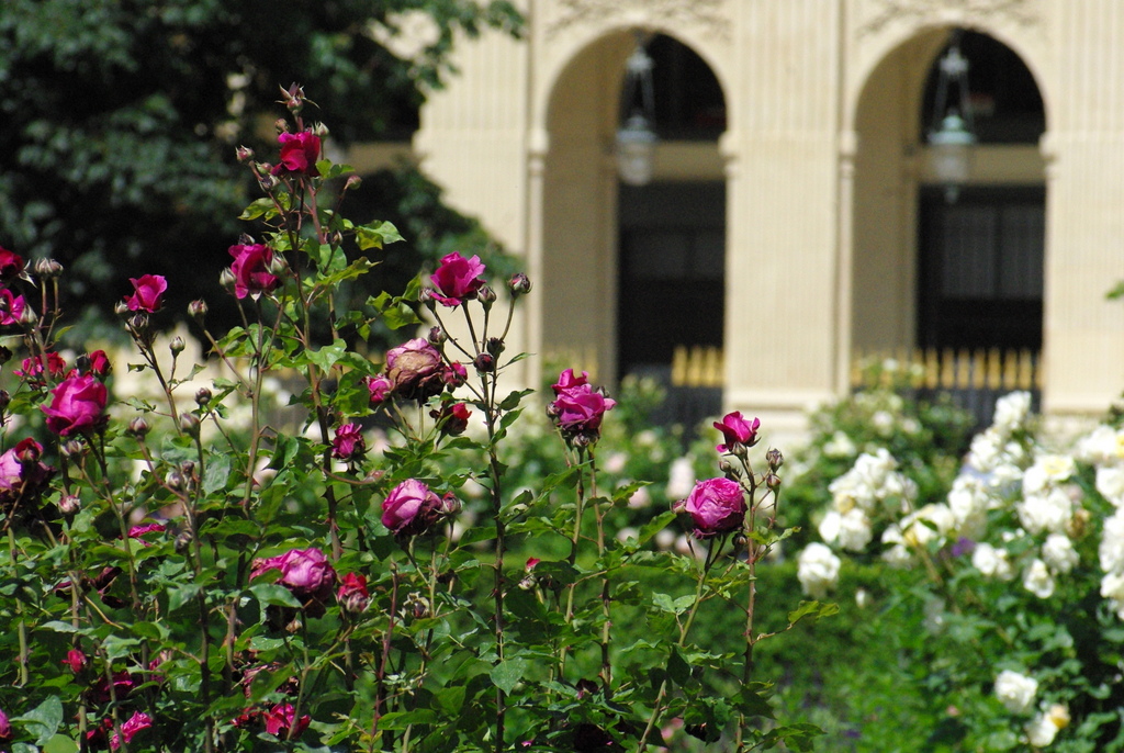 Palais-Royal Garden © French Moments