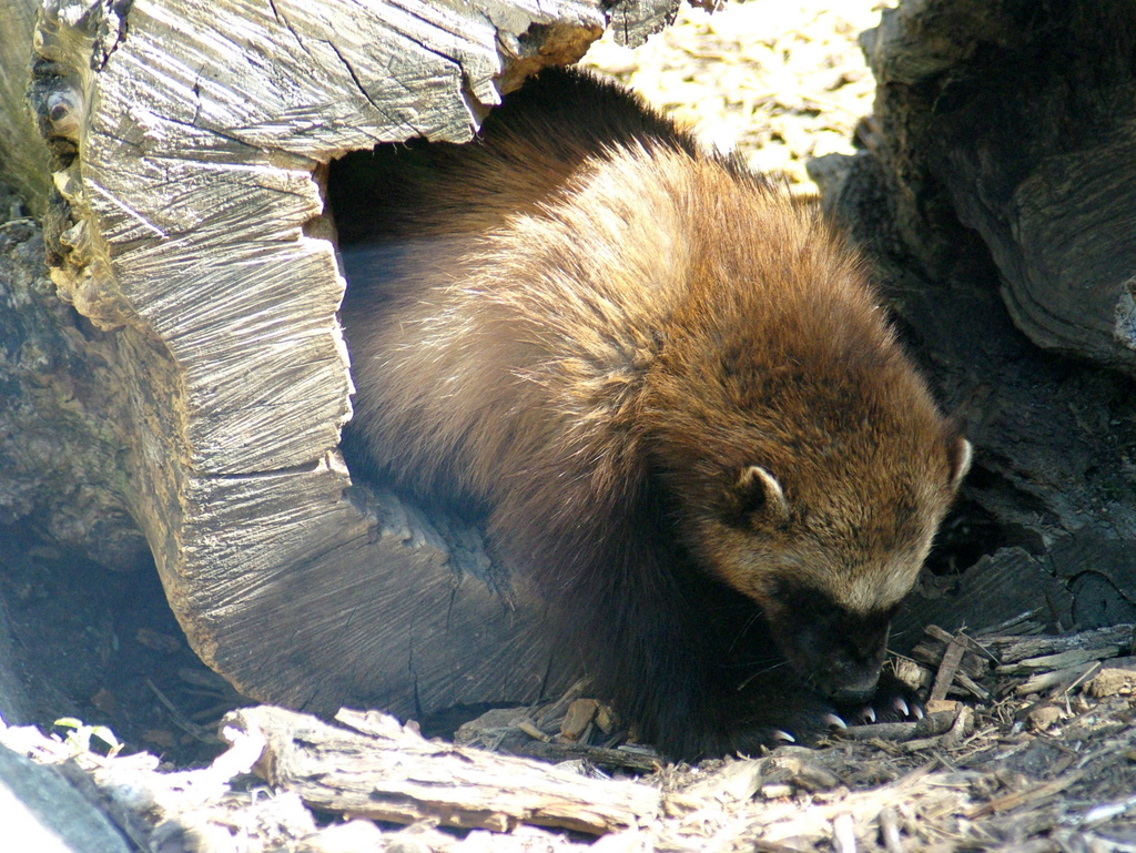 Paris Zoological Park © French Moments