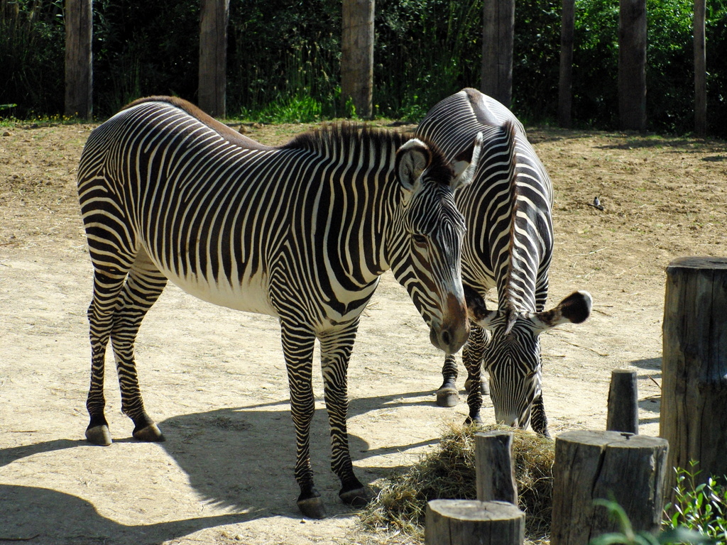 Paris Zoological Park © French Moments