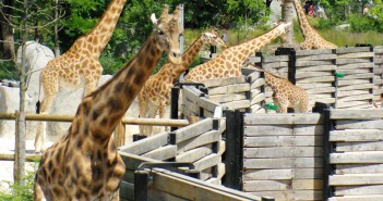 Paris Zoological Park, Bois de Vincennes Paris Zoological Park 53 copyright French Moments
