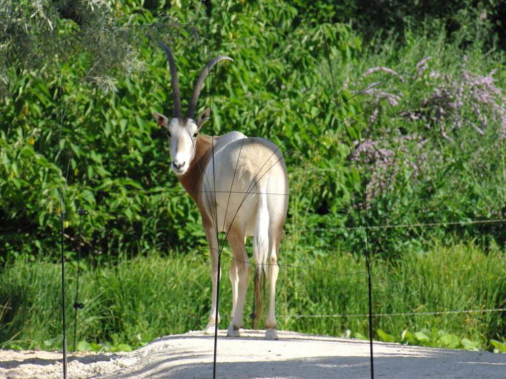 Paris Zoological Park © French Moments