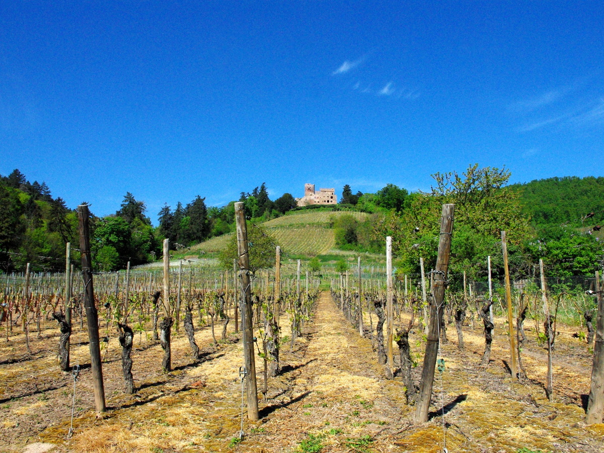 Castle of Kintzheim © French Moments