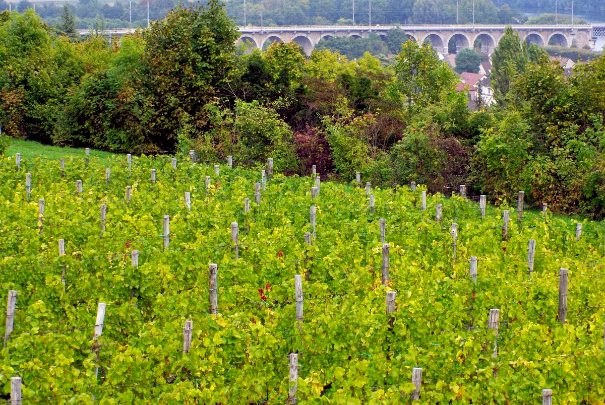 Vineyards of Saint-Germain-en-Laye © French Moments