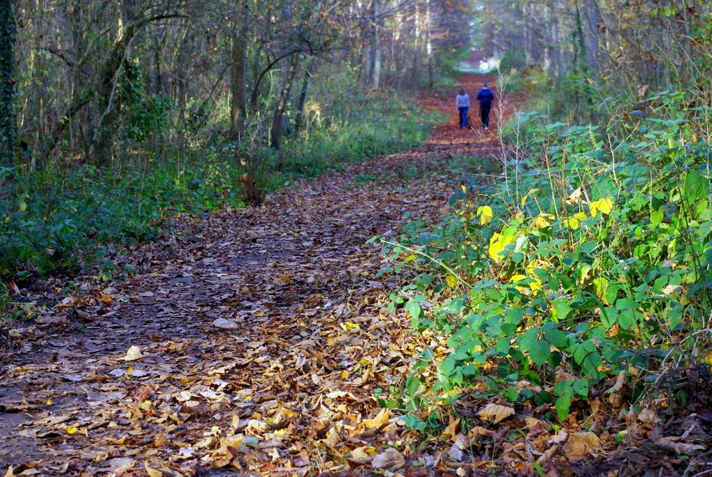 Forest of Saint-Germain-en-Laye © French Moments