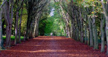 Forest of Saint-Germain-en-Laye © French Moments