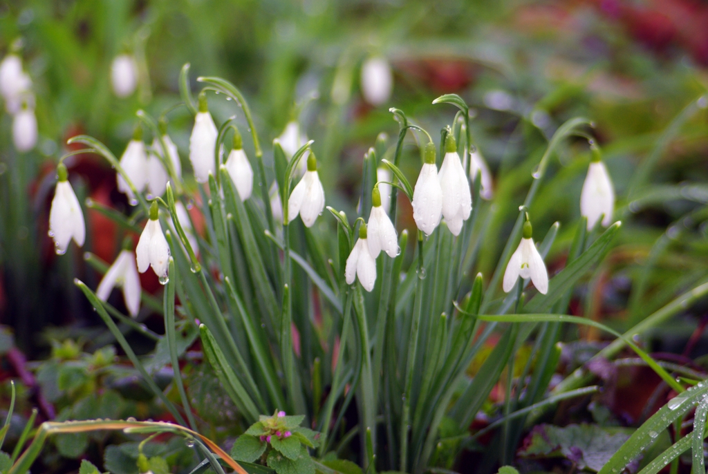 Snowdrops 01 © French Moments