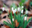 Snowdrops 02 © French Moments