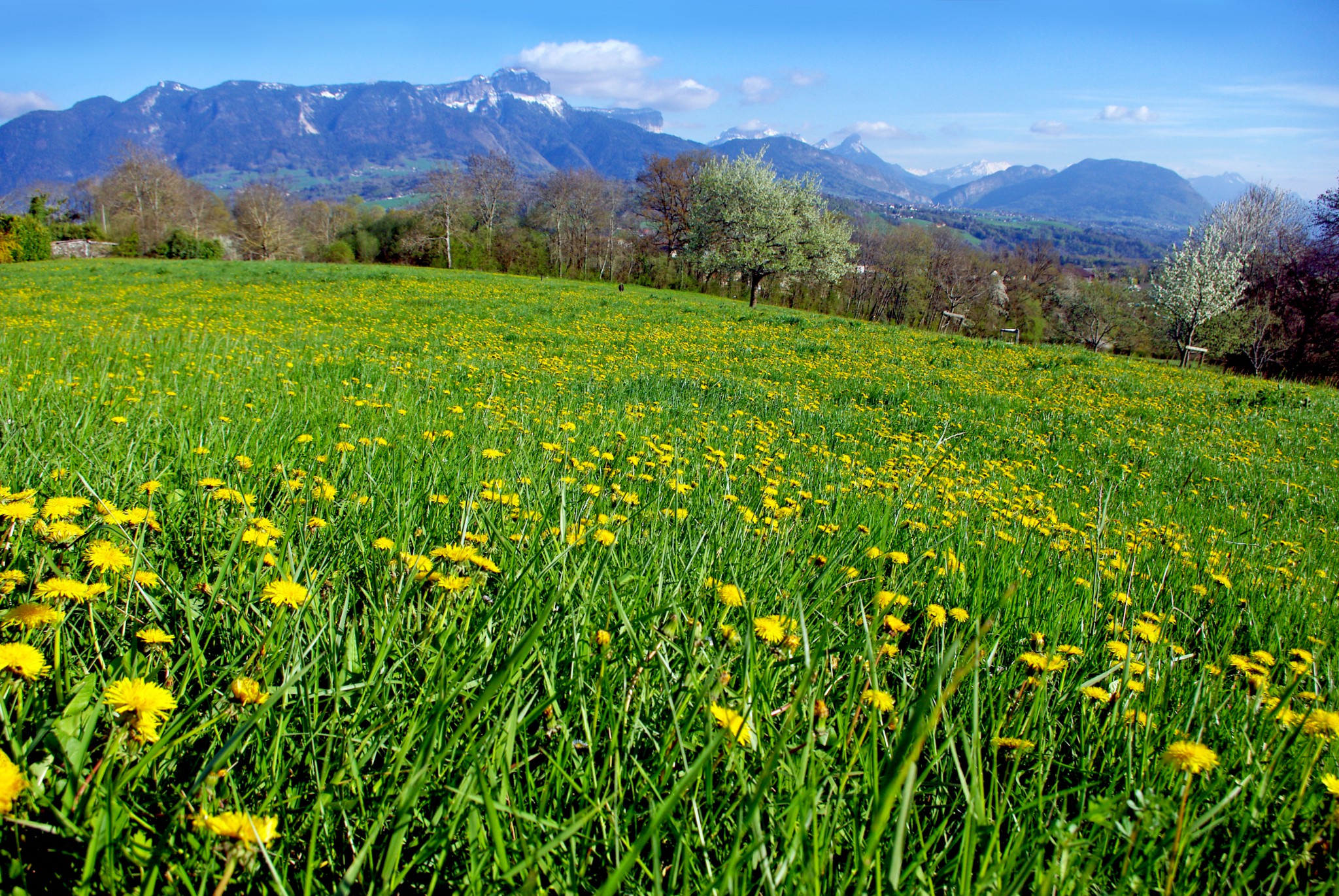 Field in Groisy Haute-Savoie © French Moments