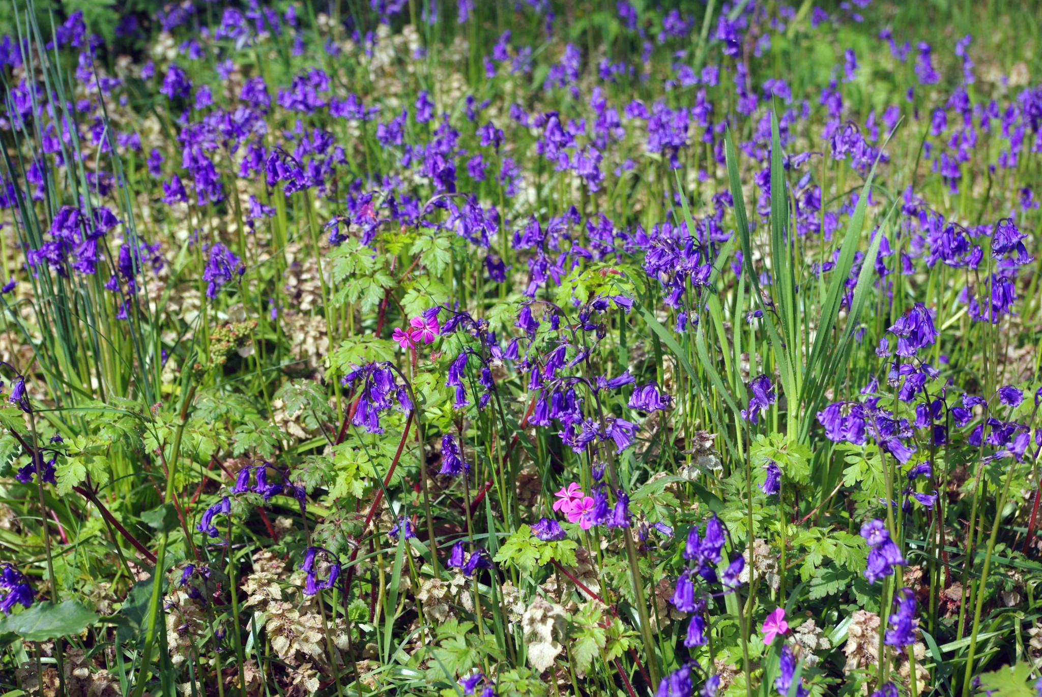 Colourful Spring Flowers in Maisons-Laffitte - French Moments