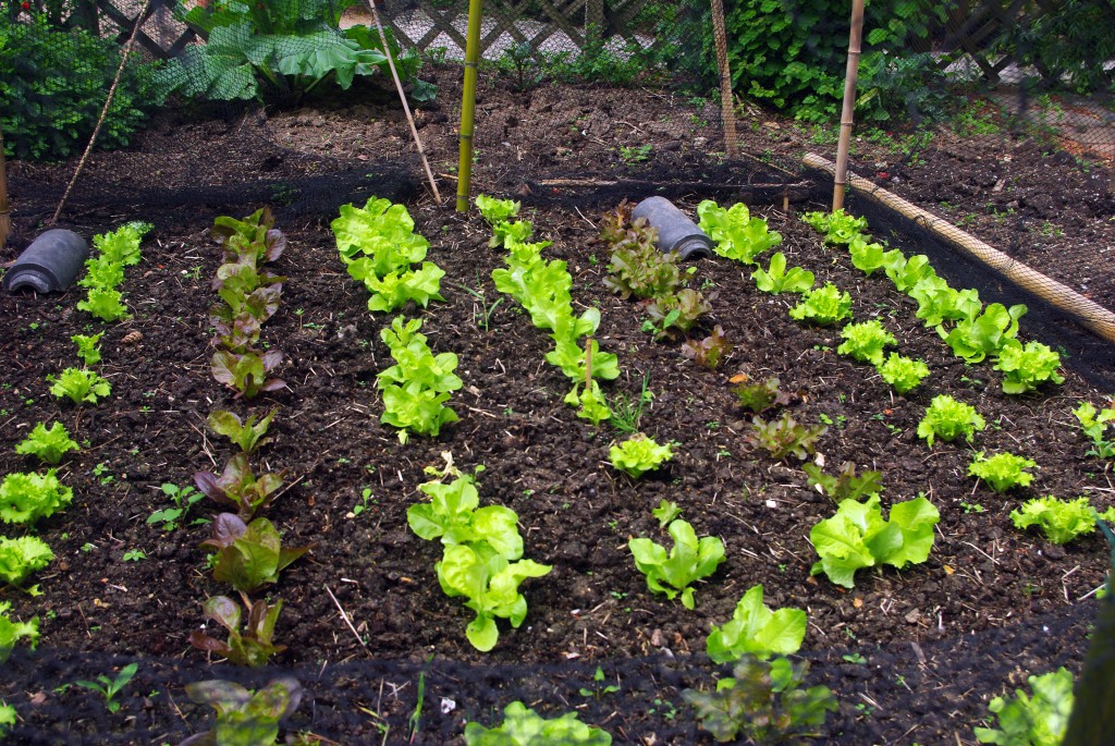 Lettuce growing at the kitchen garden © French Moments