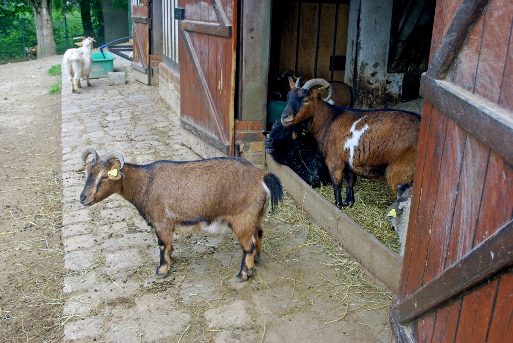 The goats' shed of the Norman farm © French Moments