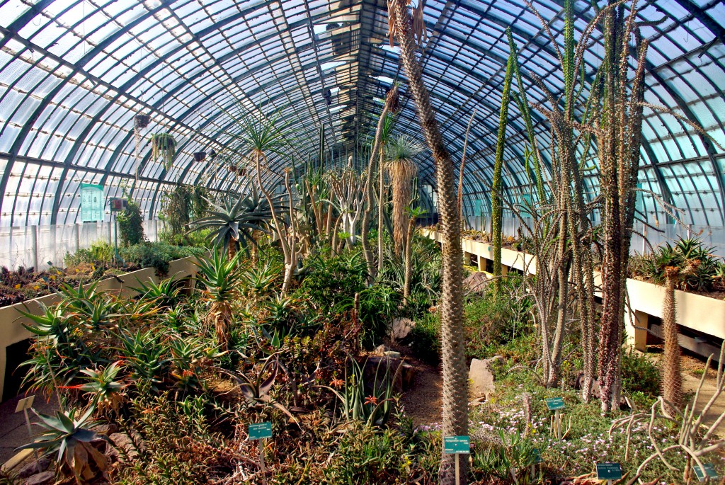 Cacti in a greenhouse, Jardin des Serres d'Auteuil © French Moments