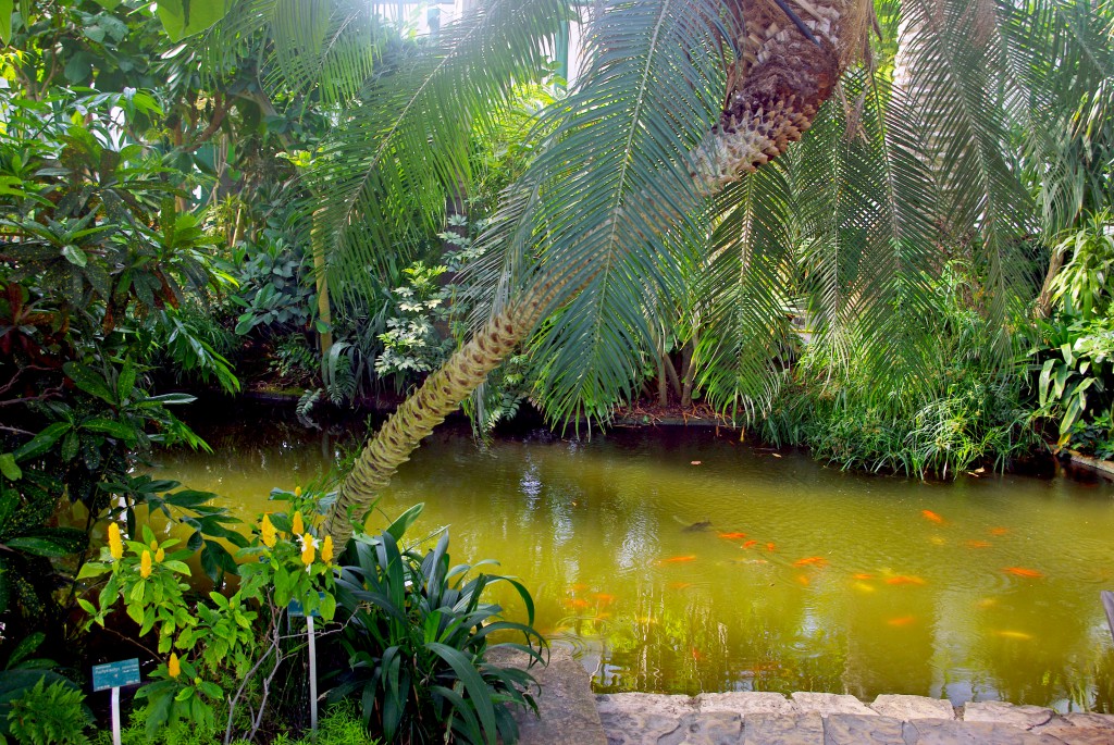 Small pond inside the Palmarium, Jardin des Serres d'Auteuil © French Moments