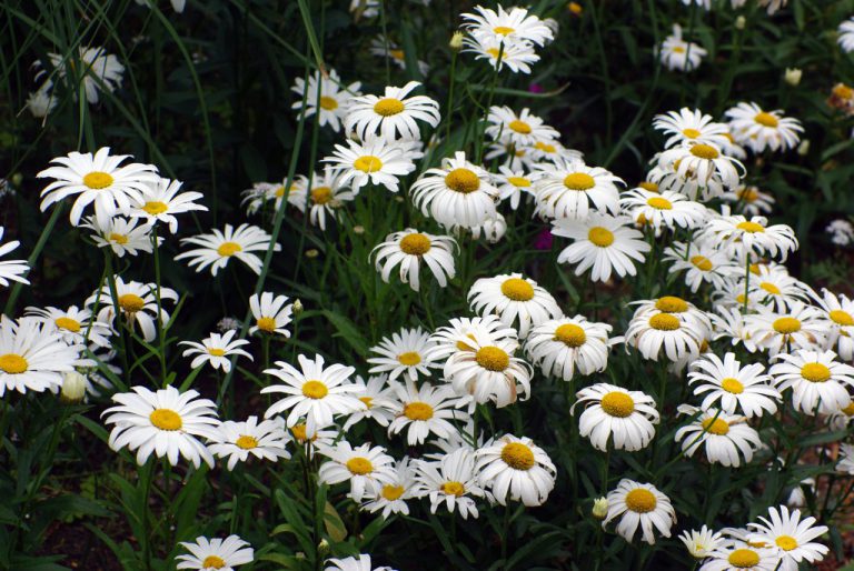 How Do We Call Oxeye Daisy In French French Moments