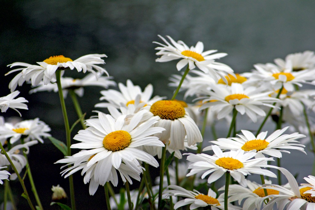 How Do We Call Oxeye Daisy In French French Moments