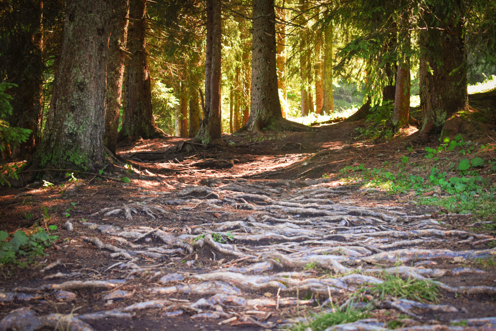 Plateau des Glières - Forest in France - Montagne des Auges © French Moments