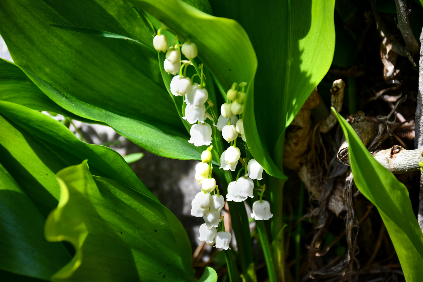 Lily of the Valley from the French Alps © French Moments