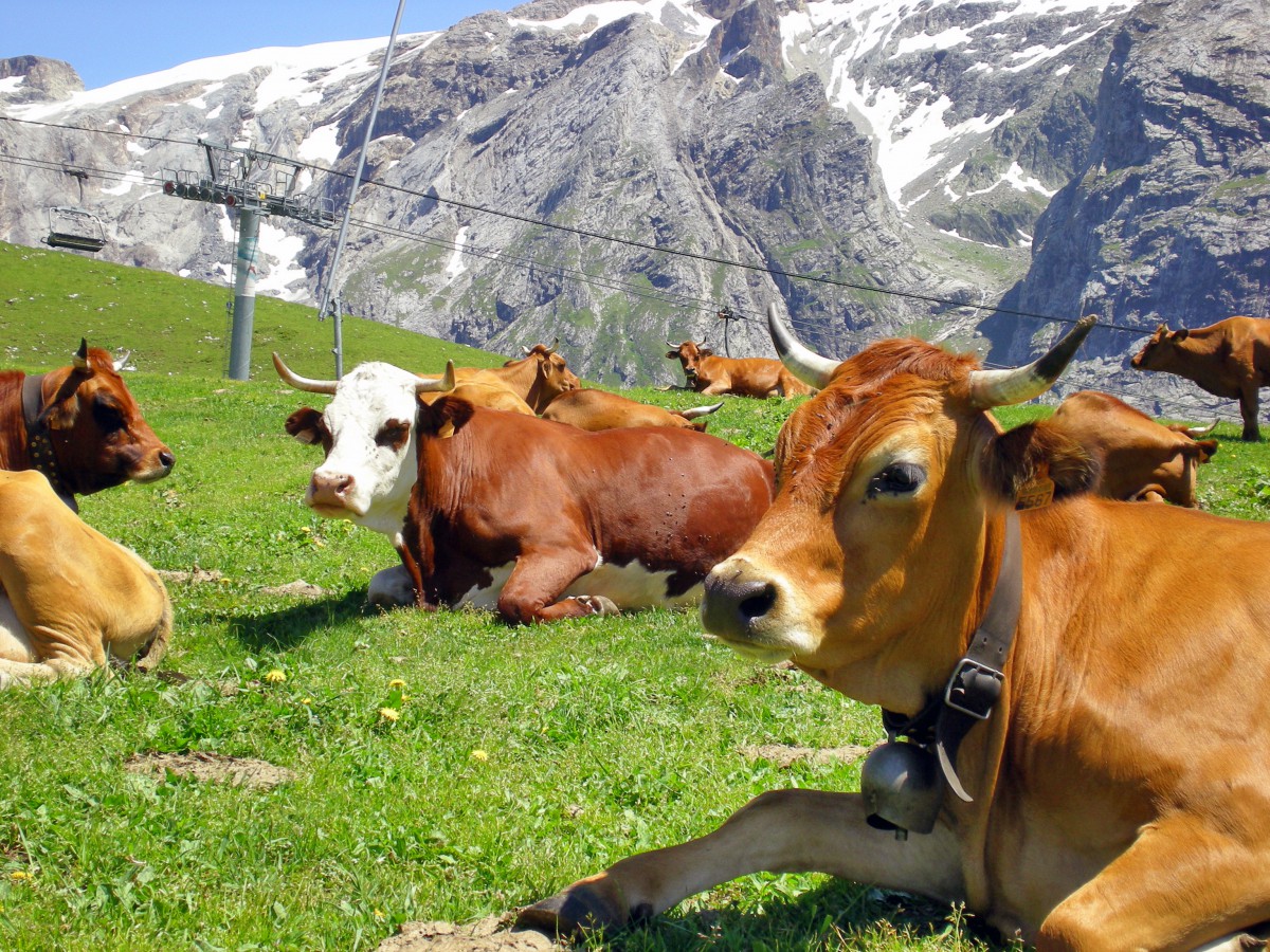 Tarine and Abondance Cows in the Vanoise © French Moments