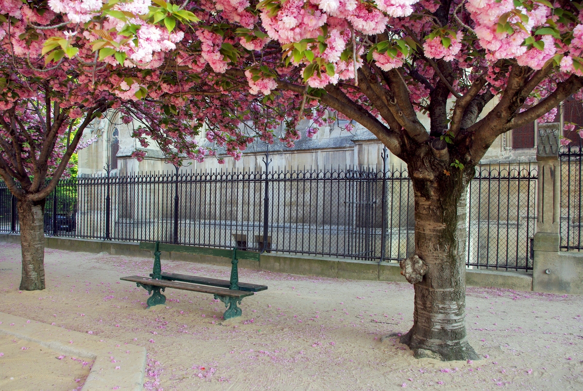 Parks and Gardens of Paris: Jean XXIII garden © French Moments