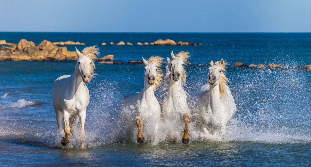 The wild horses of Camargue - Stock Photos from GUDKOV ANDREY - Shutterstock