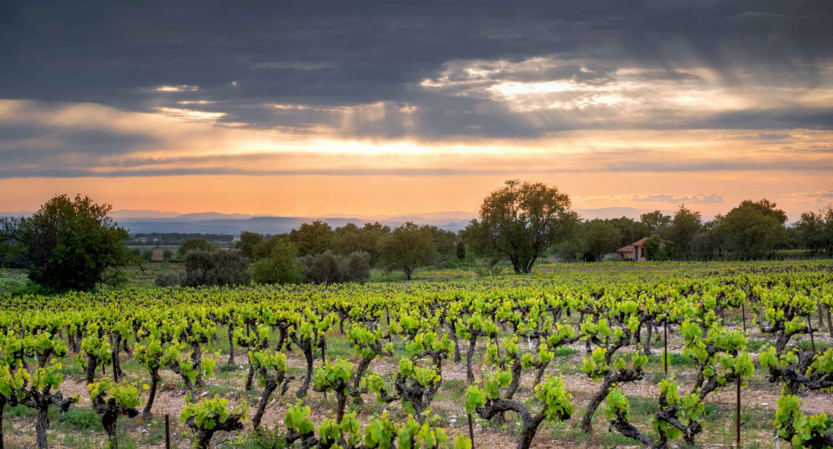 A tranquil sunset in the Provençal vineyards - Stock Photos from Troy Wegman - Shutterstock