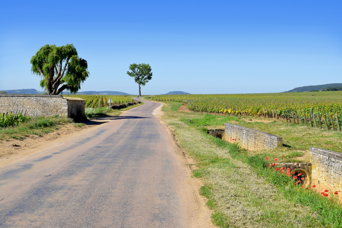 Meursault in Burgundy © French Moments