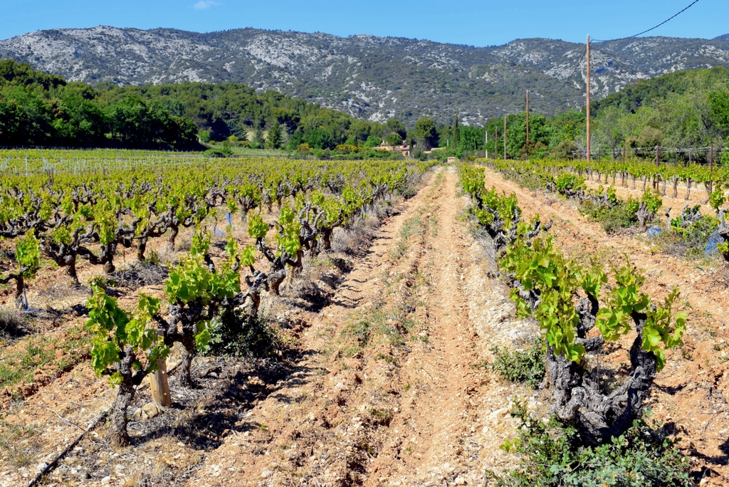 Vineyards near Bédoin, Provence © French Moments
