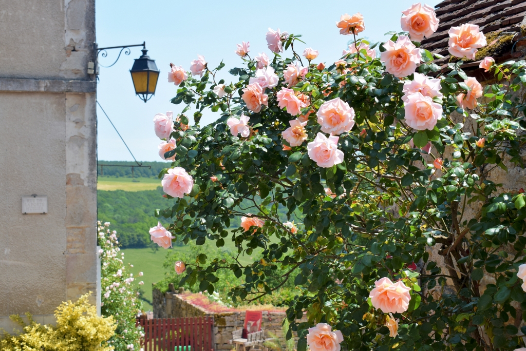 A beautiful rose tree in Châteauneuf © French Moments