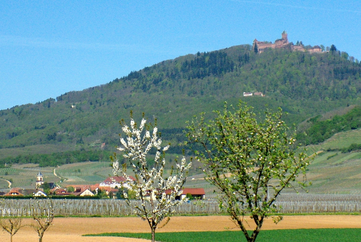 Photos of Spring in Alsace - Haut-Koenigsbourg © French Moments
