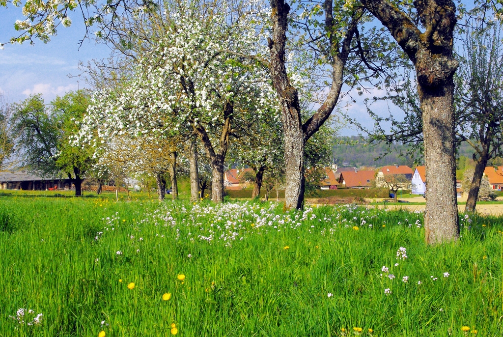 Photos of Spring in Alsace - Hirtzbach, Alsace © French Moments