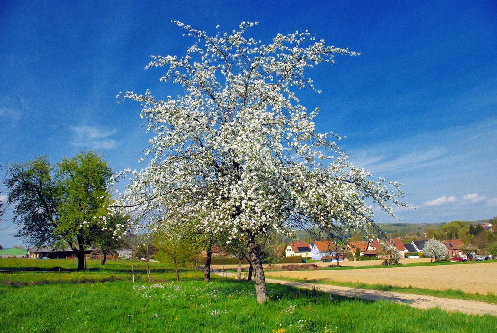 Photos of Spring in Alsace - Hirtzbach © French Moments