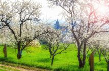 Spring in Lorraine (Village of Lucey, Toulois) © French Moments