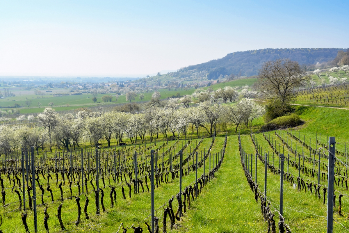 Photos of Spring in Lorraine - Toulois © French Moments