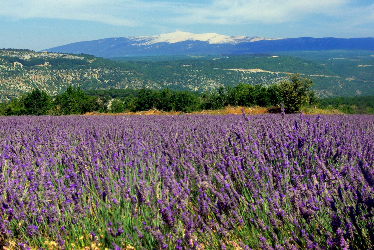 The Pays de Sault, Provence © French Moments