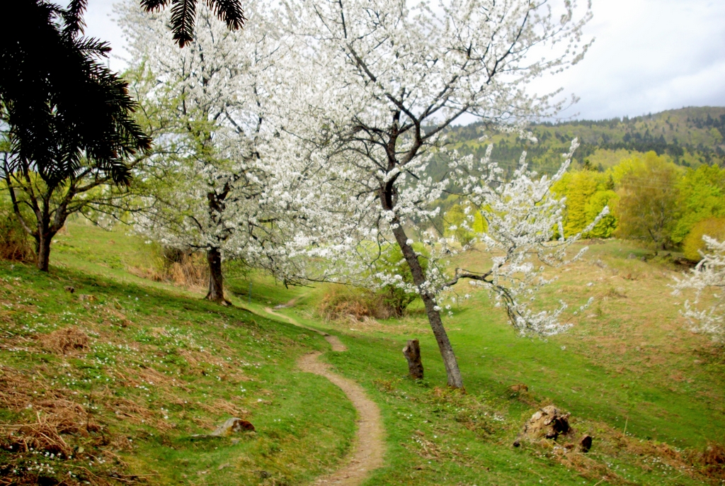 Photos of Spring in Alsace - Vosges © French Moments
