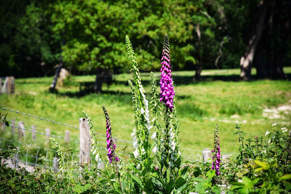 Foxgloves in the woods, Burwash East Sussex© French Moments