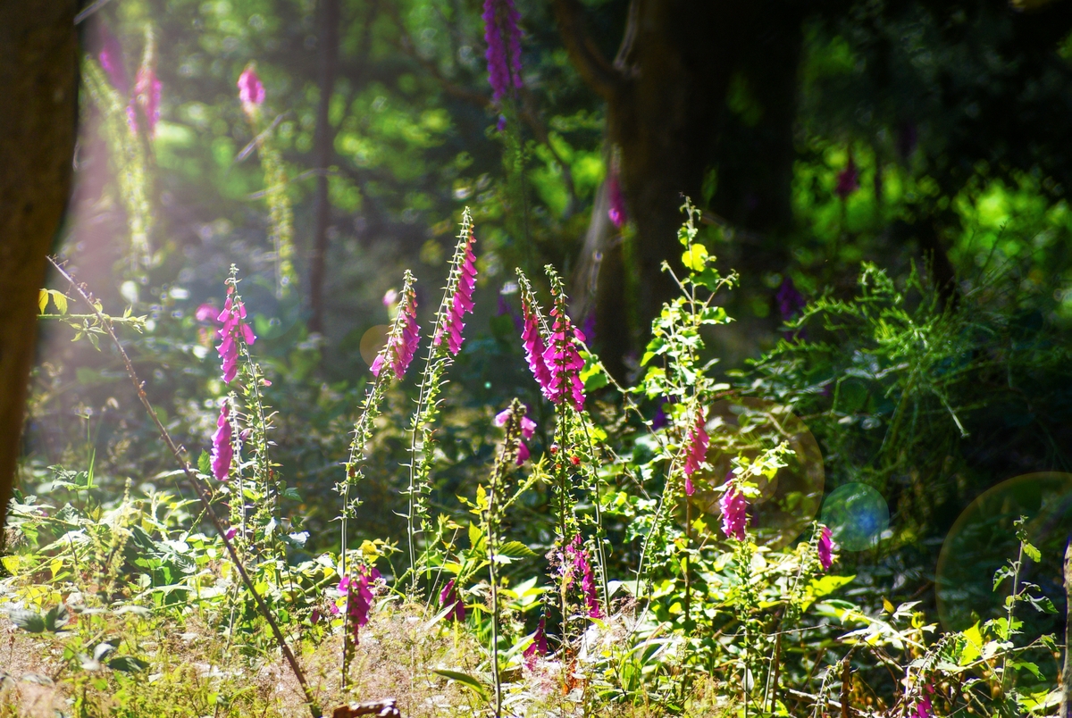 Foxgloves in the woods of Burwash, East Sussex © French Moments