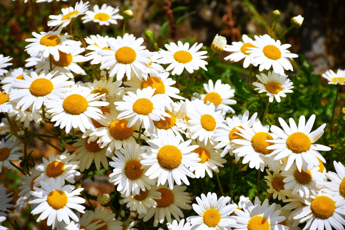 oxeye daisy in French: Marguerites © French Moments