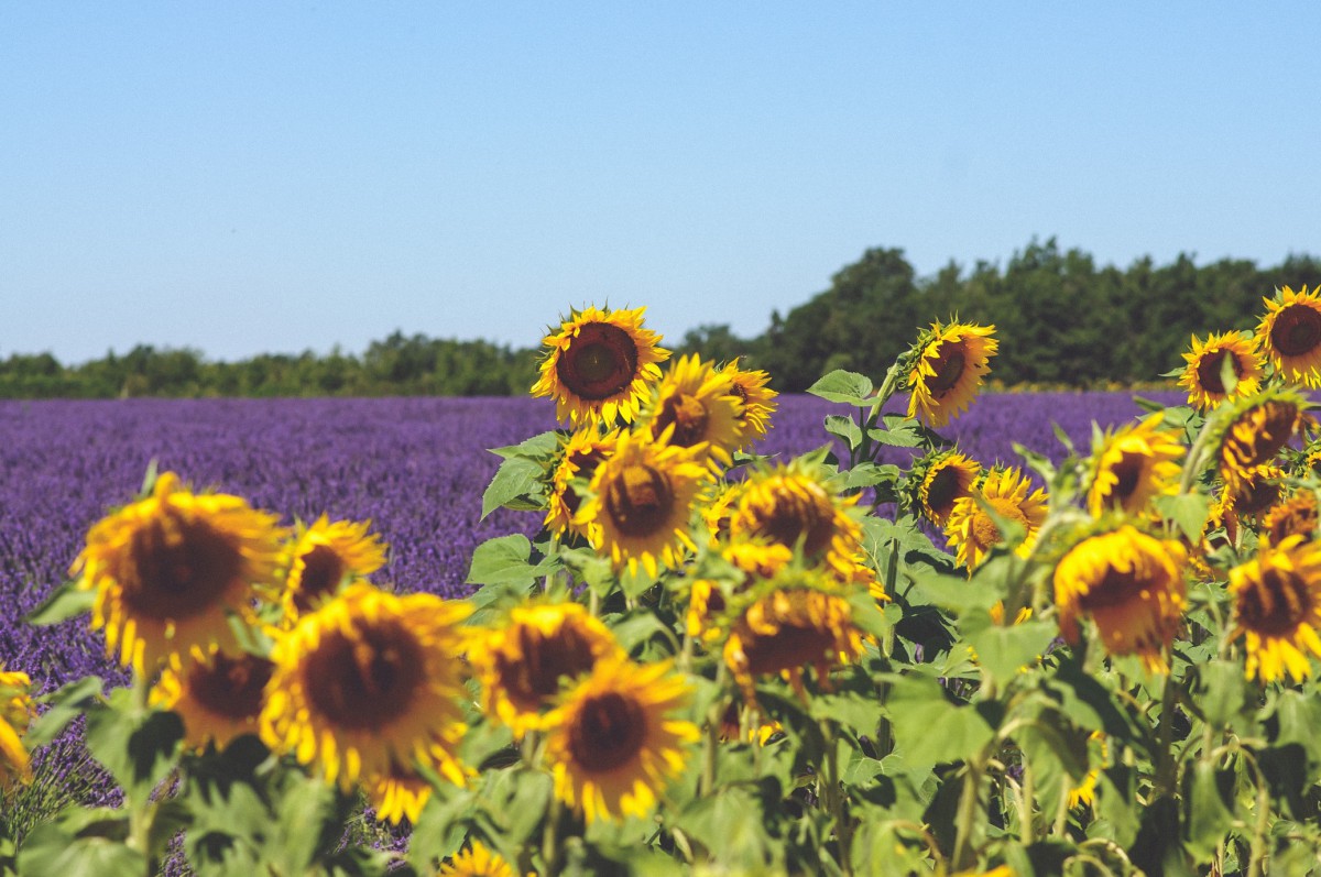 Sunflower field in France @Julien132a via Twenty20