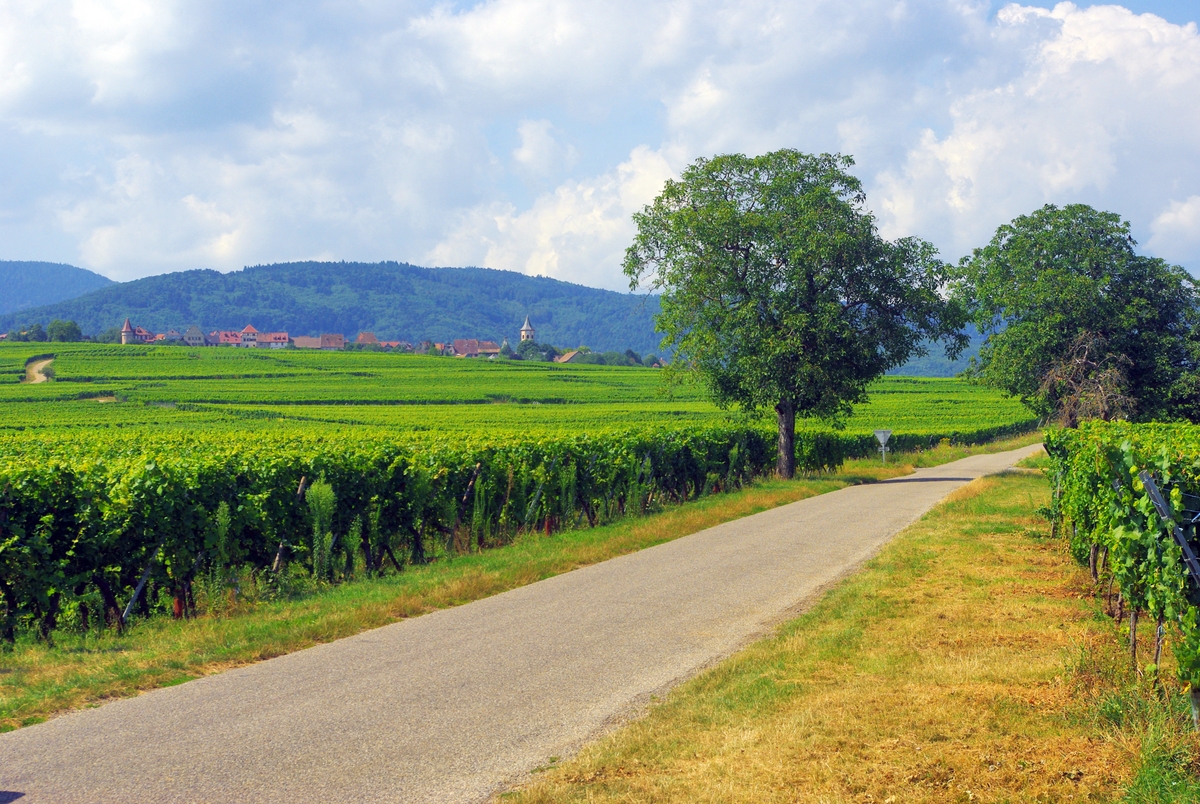 The Alsace vineyards near Zellenberg © French Moments
