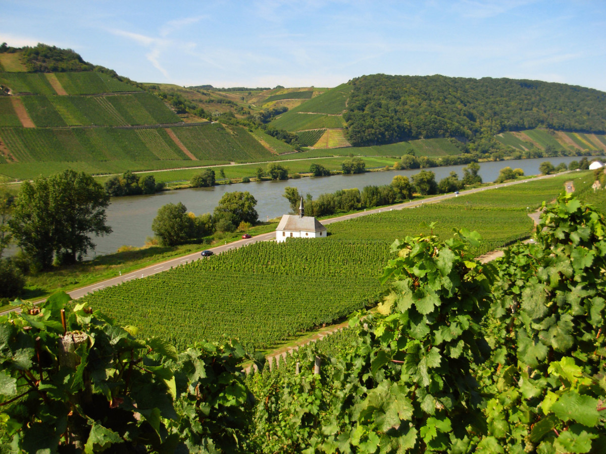 Moseltal vineyard in Neumagen © Moltodor - license [CC BY-SA 3.0] from Wikimedia Commons