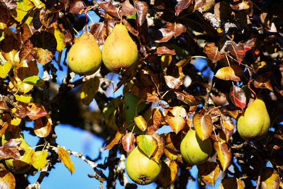 The pears are ready to collect! Near Annecy © French Moments