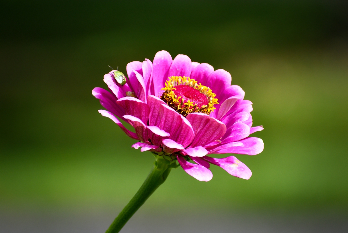 Flower at the Imperial Park © French Moments