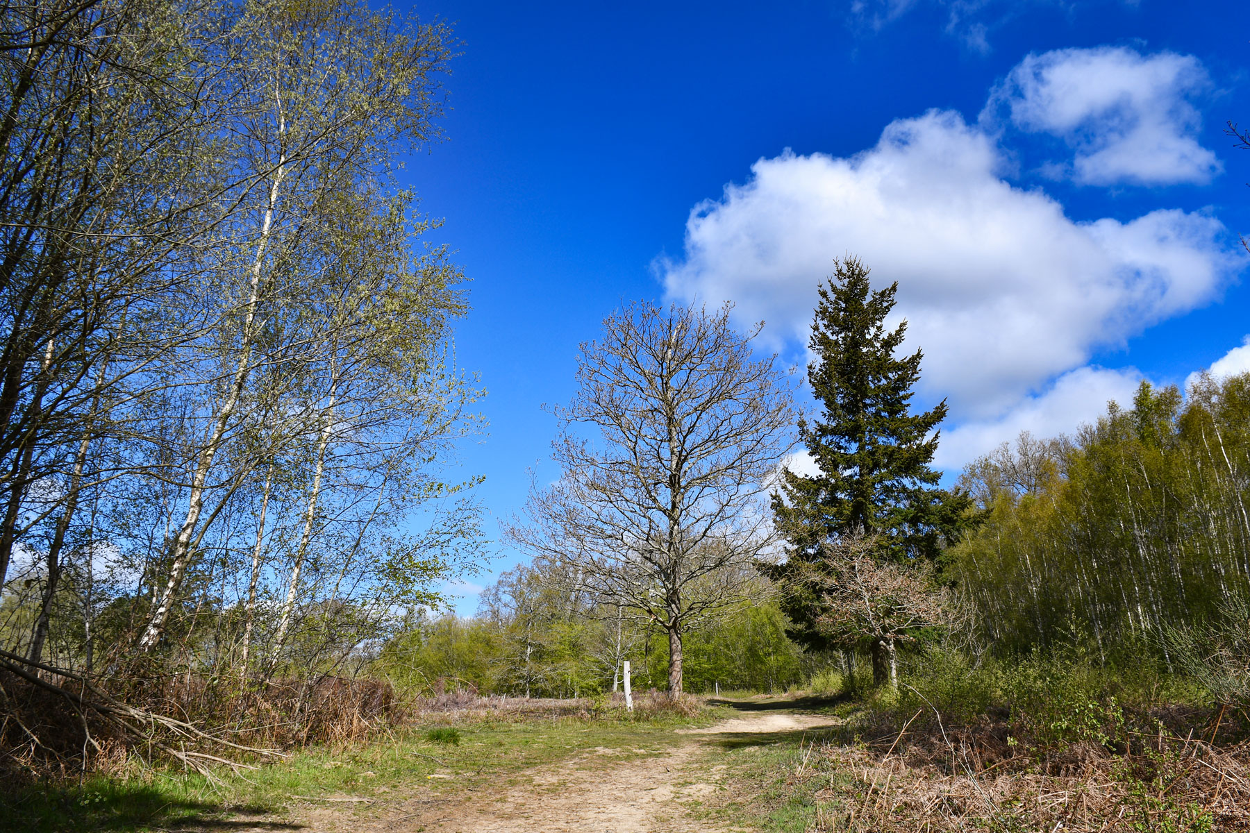 Brede High Woods © French Moments