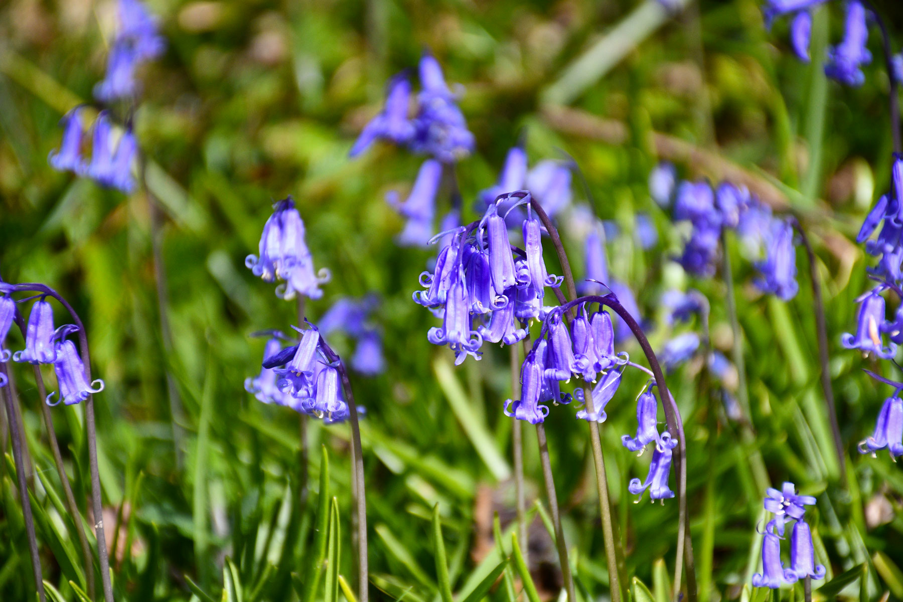 Bluebells, East Sussex © French Moments