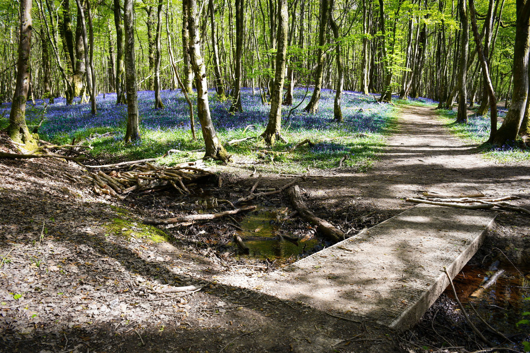 Bluebells, East Sussex © French Moments