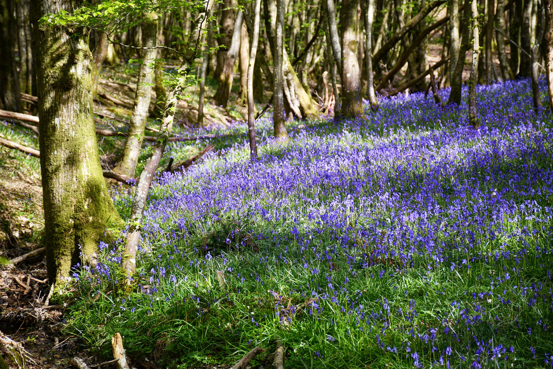 Bluebells, East Sussex © French Moments