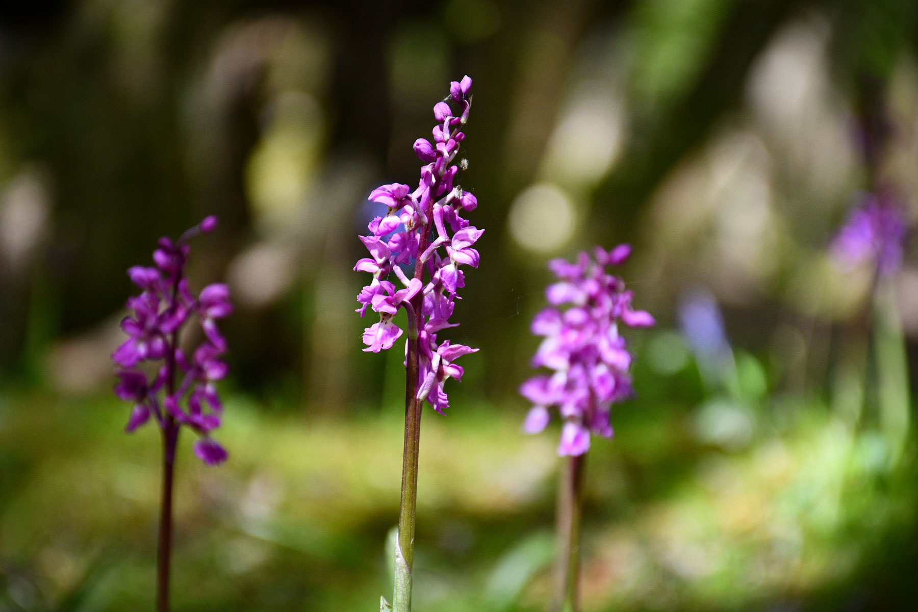 Purple Orchids, East Sussex © French Moments