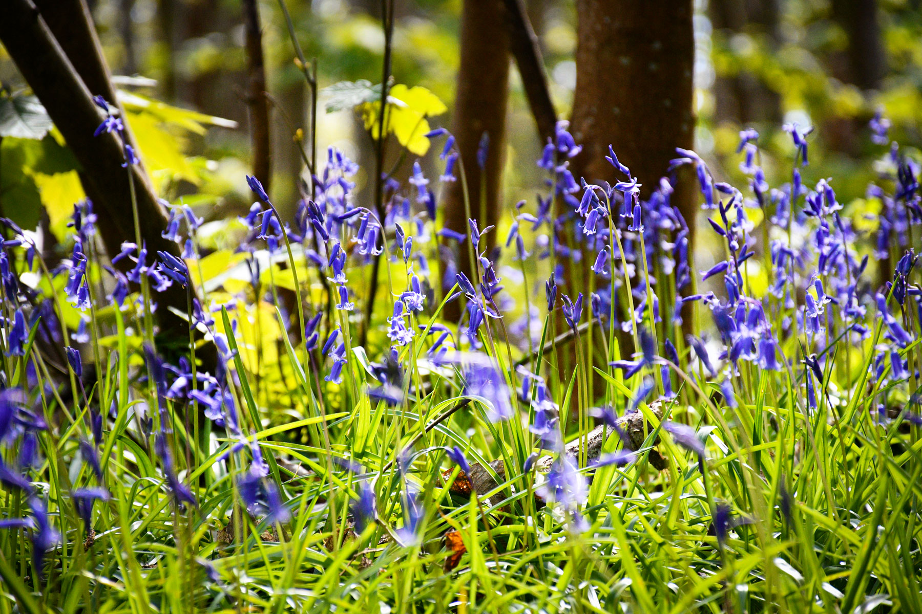 Bluebells, East Sussex © French Moments