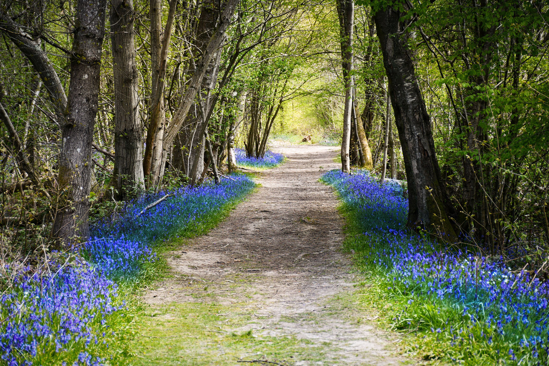 Brede High Woods © French Moments